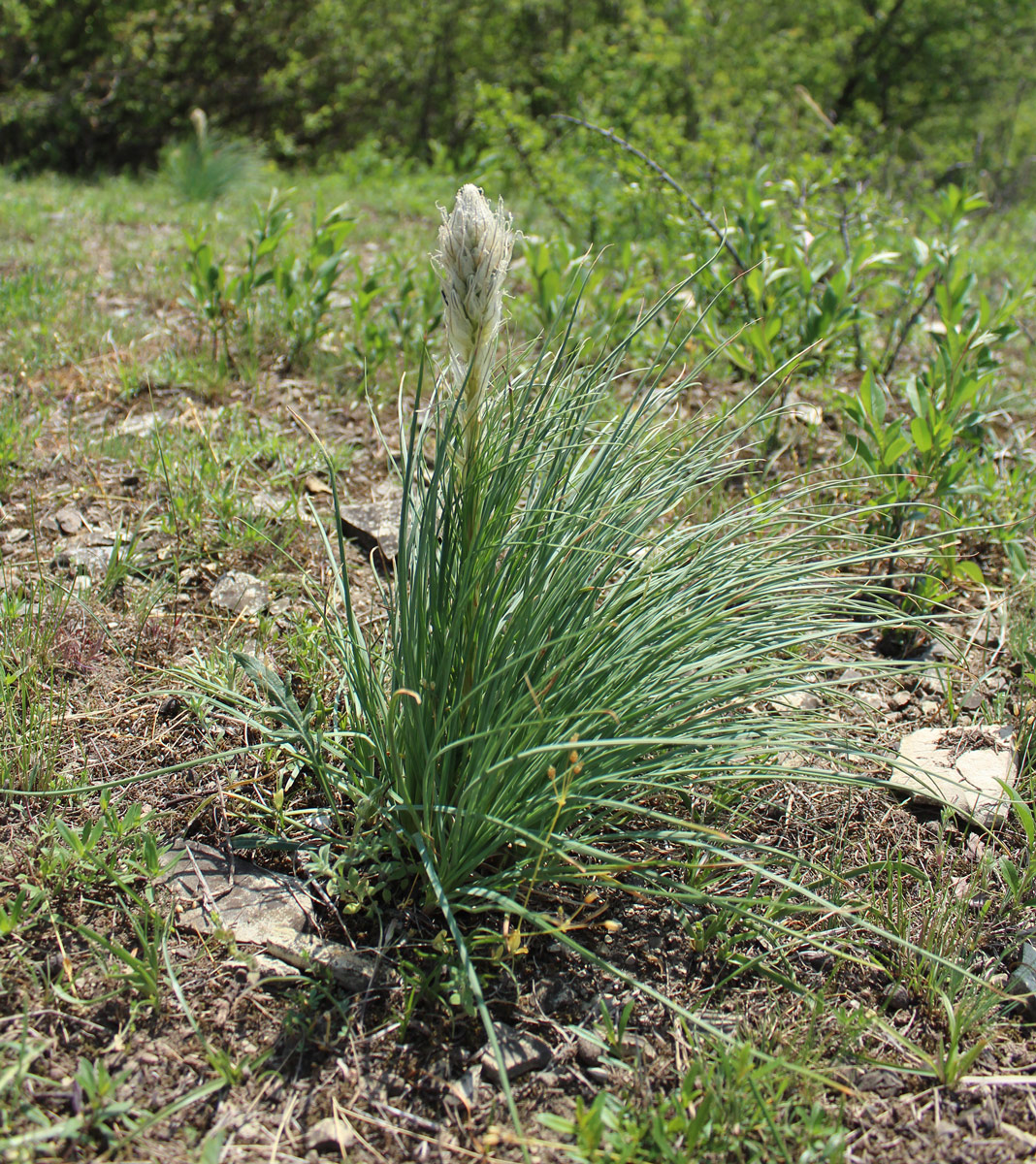 Изображение особи Asphodeline taurica.