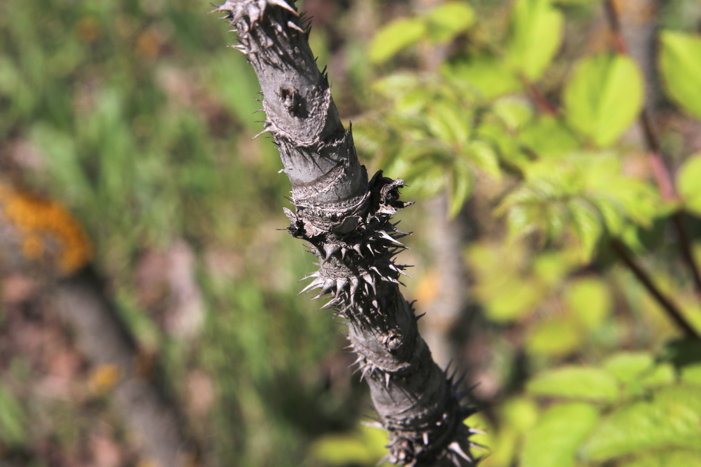 Image of Aralia elata specimen.