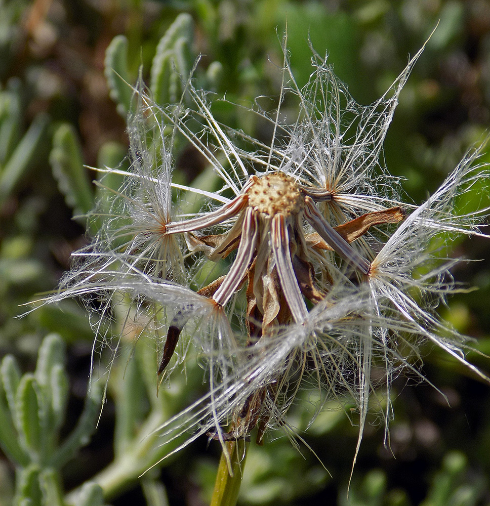 Image of Scorzonera lachnostegia specimen.