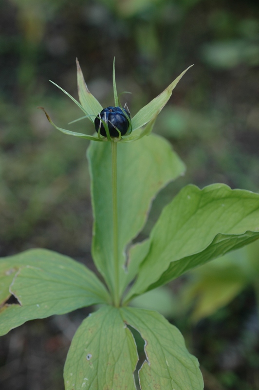 Image of Paris quadrifolia specimen.