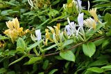 Lonicera japonica. Верхушка побега с соцветиями. Бельгия, г. Гент, малый бегинаж. Август.