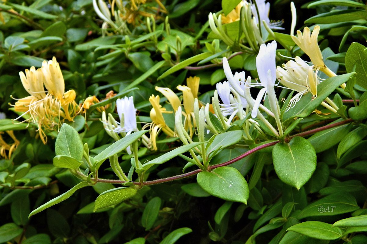 Изображение особи Lonicera japonica.