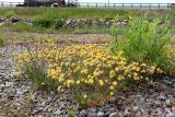 Anthyllis vulneraria