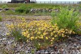 Anthyllis vulneraria