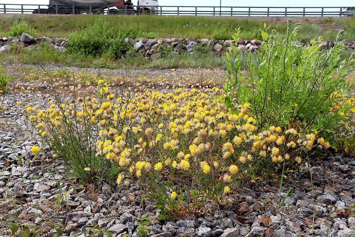 Image of Anthyllis vulneraria specimen.