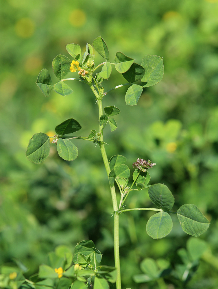 Изображение особи Medicago denticulata.