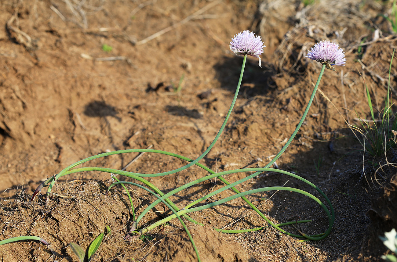 Изображение особи Allium schoenoprasum.