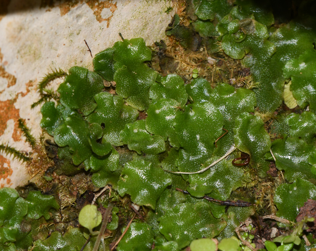 Изображение особи Lunularia cruciata.