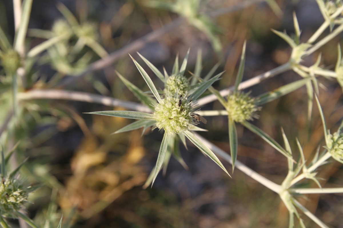 Image of Eryngium campestre specimen.