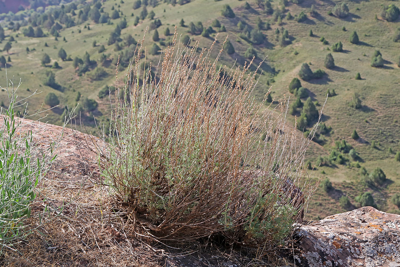 Изображение особи Artemisia tenuisecta.