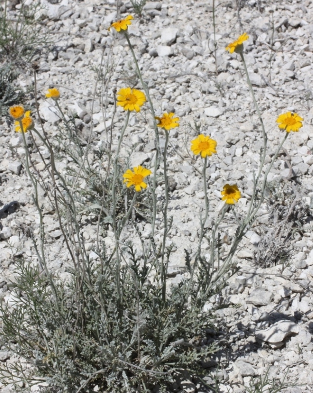 Изображение особи Anthemis trotzkiana.