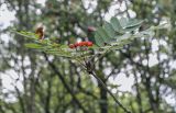 Sorbus decora