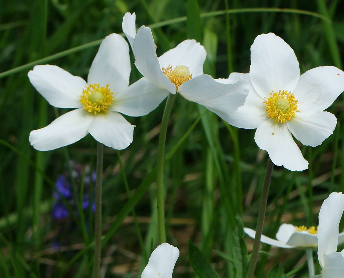 Image of Anemone sylvestris specimen.