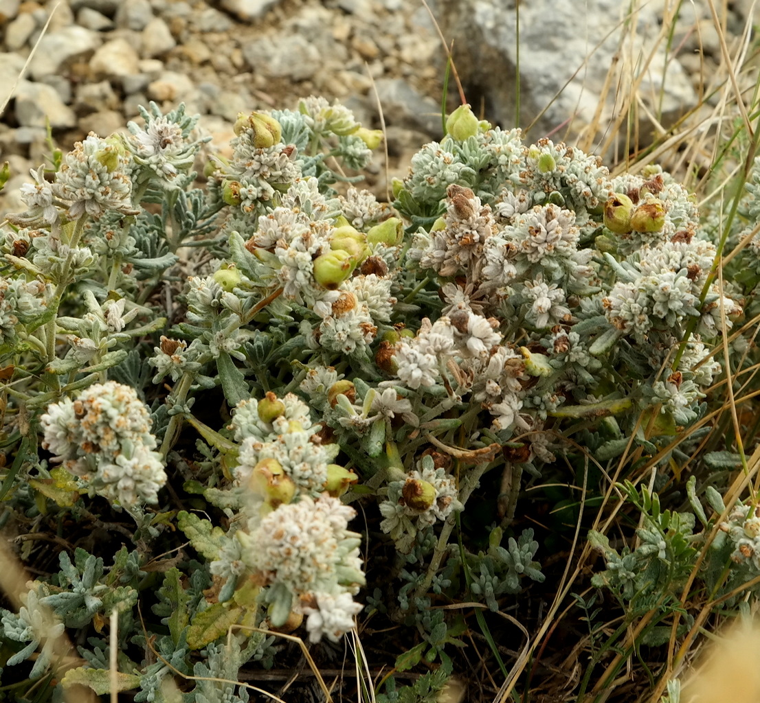 Image of Teucrium capitatum specimen.