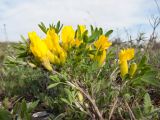 Chamaecytisus wulffii. Веточка с соцветием. Краснодарский край, м/о г. Новороссийск, пер. Волчьи Ворота, степь на склоне горы. 19.04.2014.