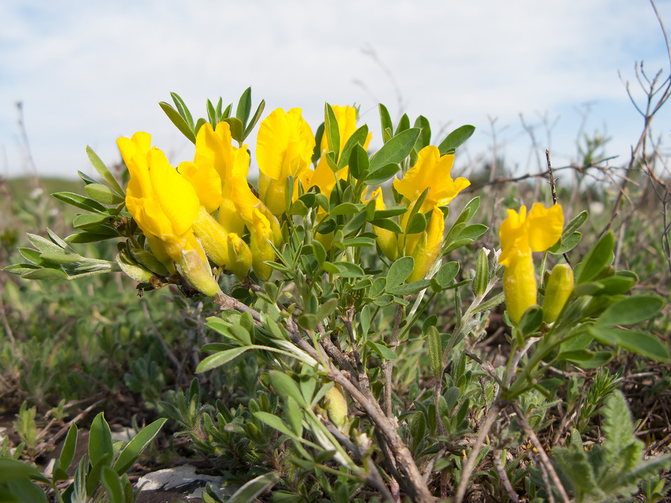 Изображение особи Chamaecytisus wulffii.