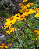 Tagetes lemmonii