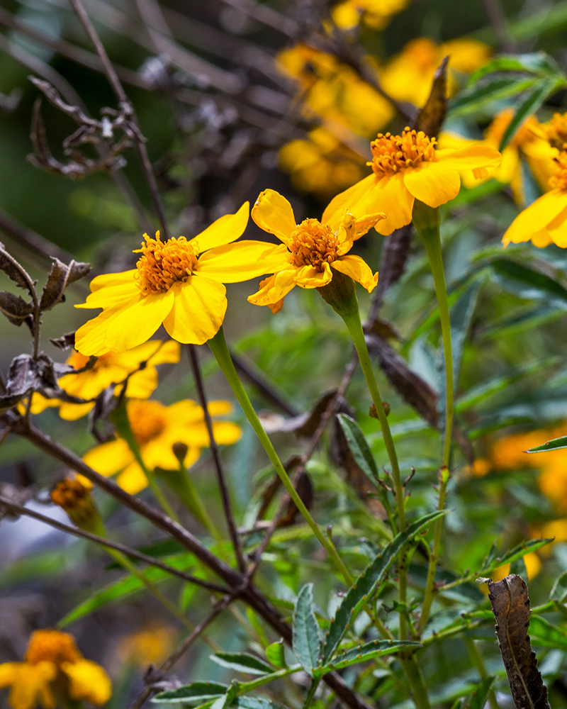 Image of Tagetes lemmonii specimen.