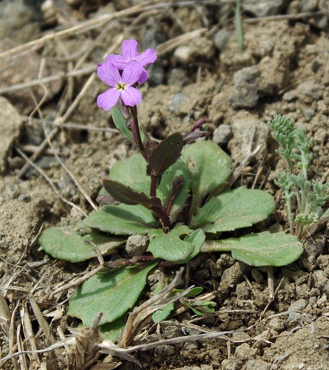 Image of Zuvanda meyeri specimen.