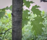 Quercus ellipsoidalis. Часть ствола. Москва, ботанический сад МГУ \"Аптекарский огород\", в культуре. 02.09.2021.