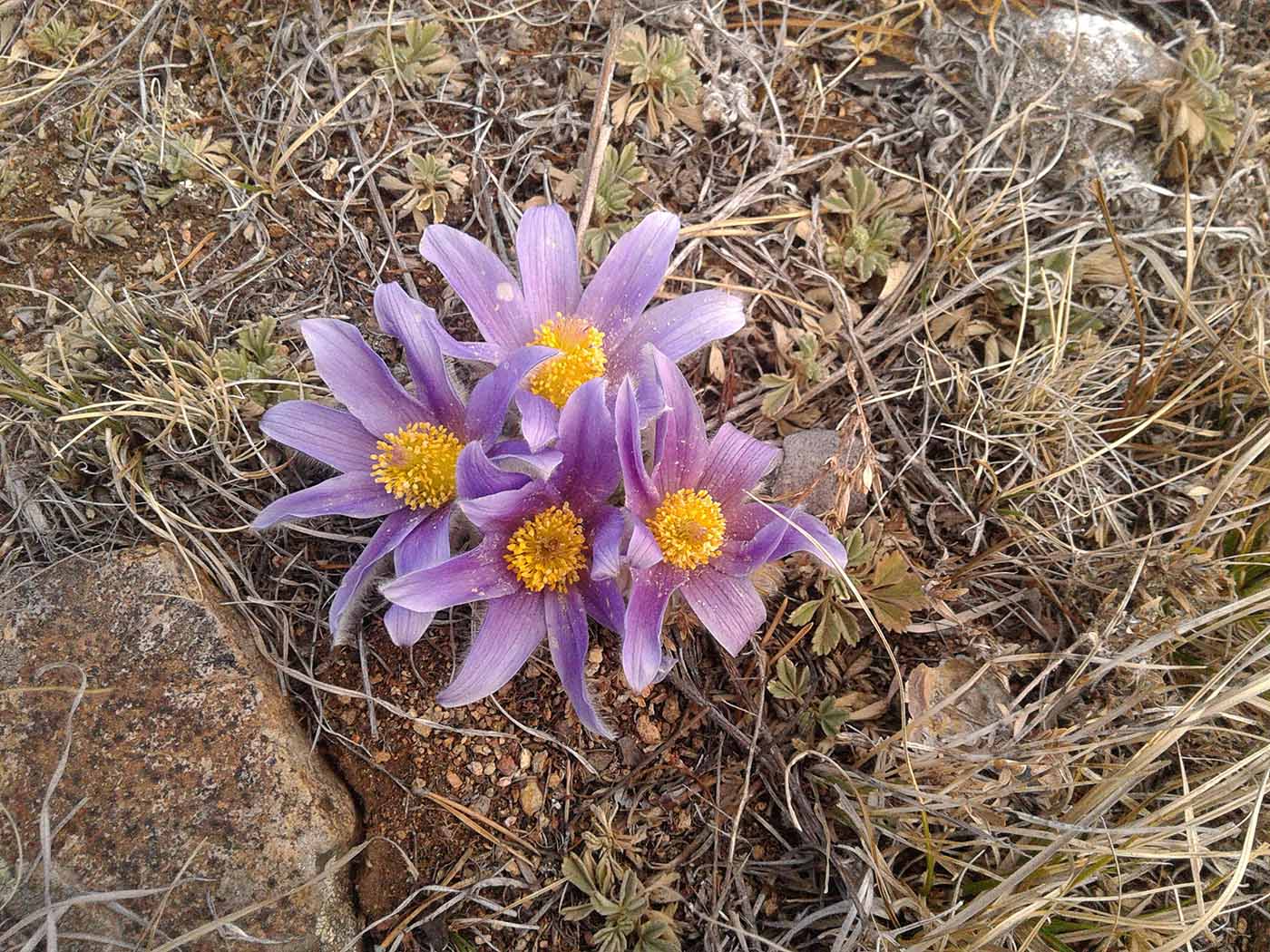 Image of Pulsatilla turczaninovii specimen.