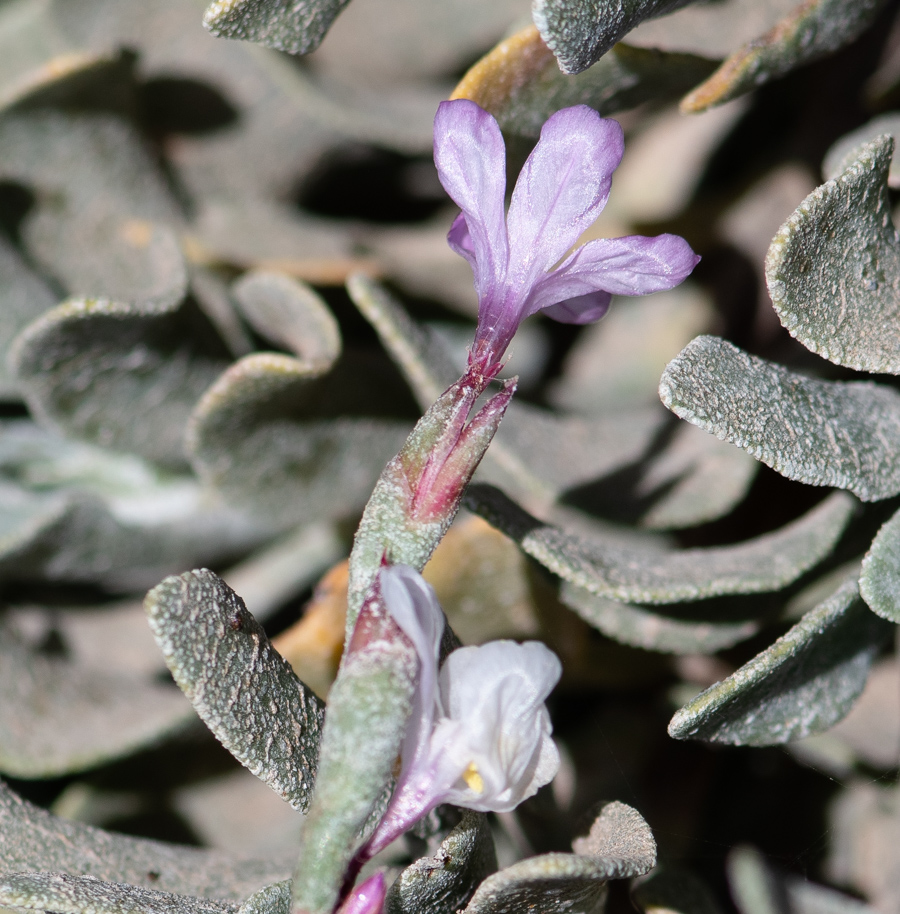 Image of genus Limoniastrum specimen.