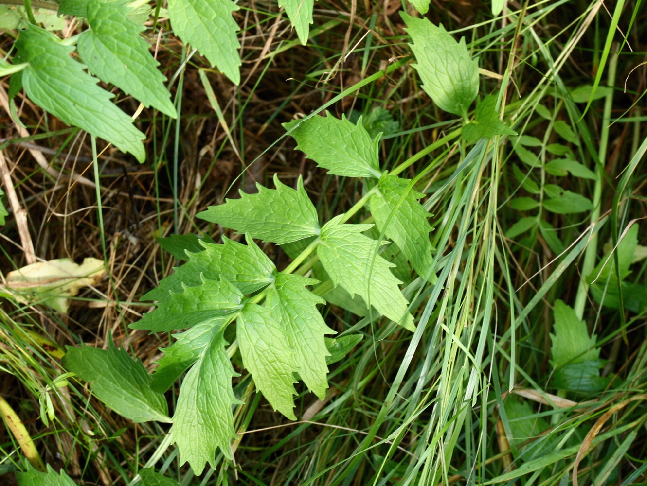 Image of Valeriana officinalis specimen.