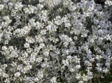 Cerastium tomentosum