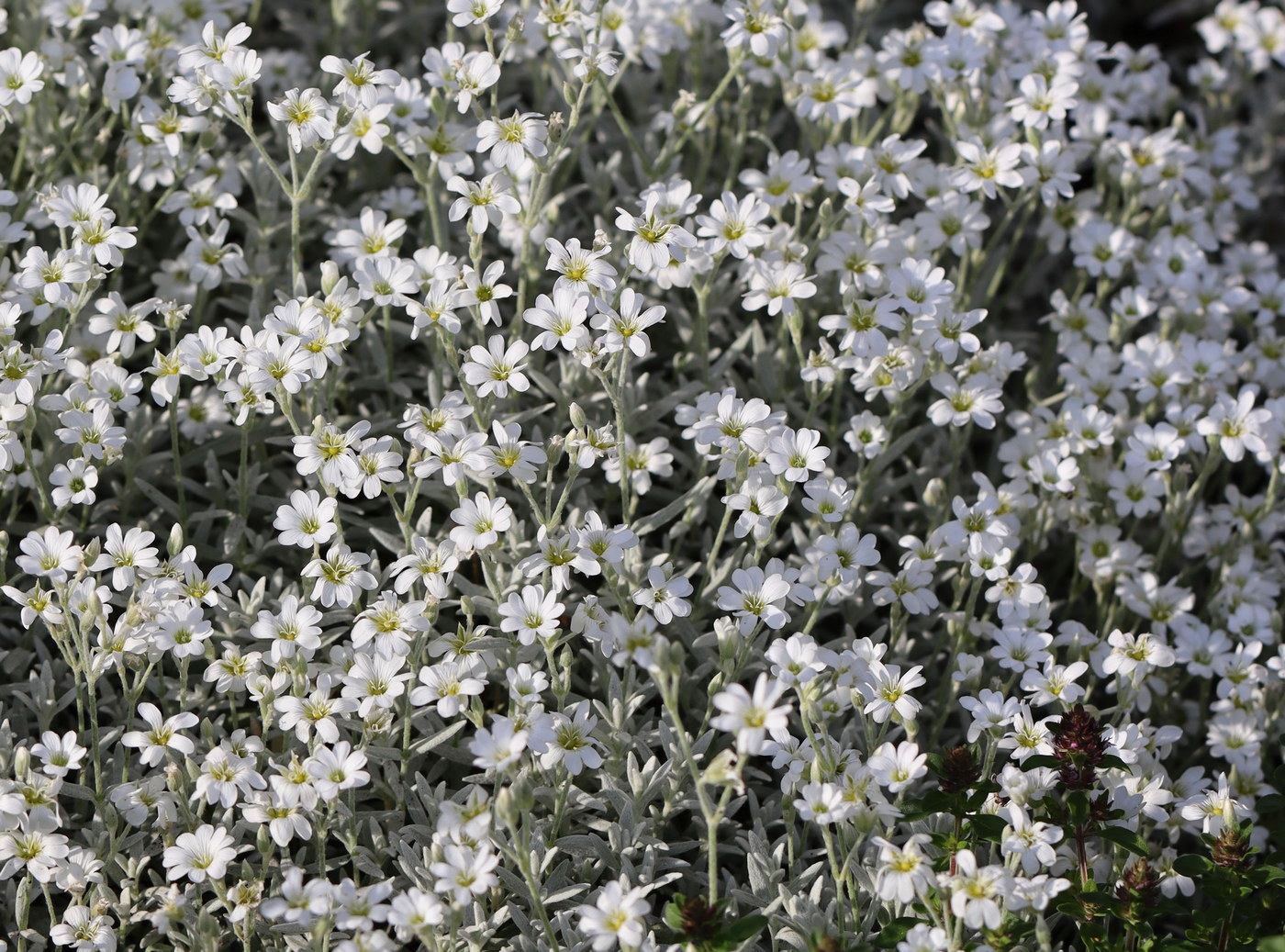 Изображение особи Cerastium tomentosum.