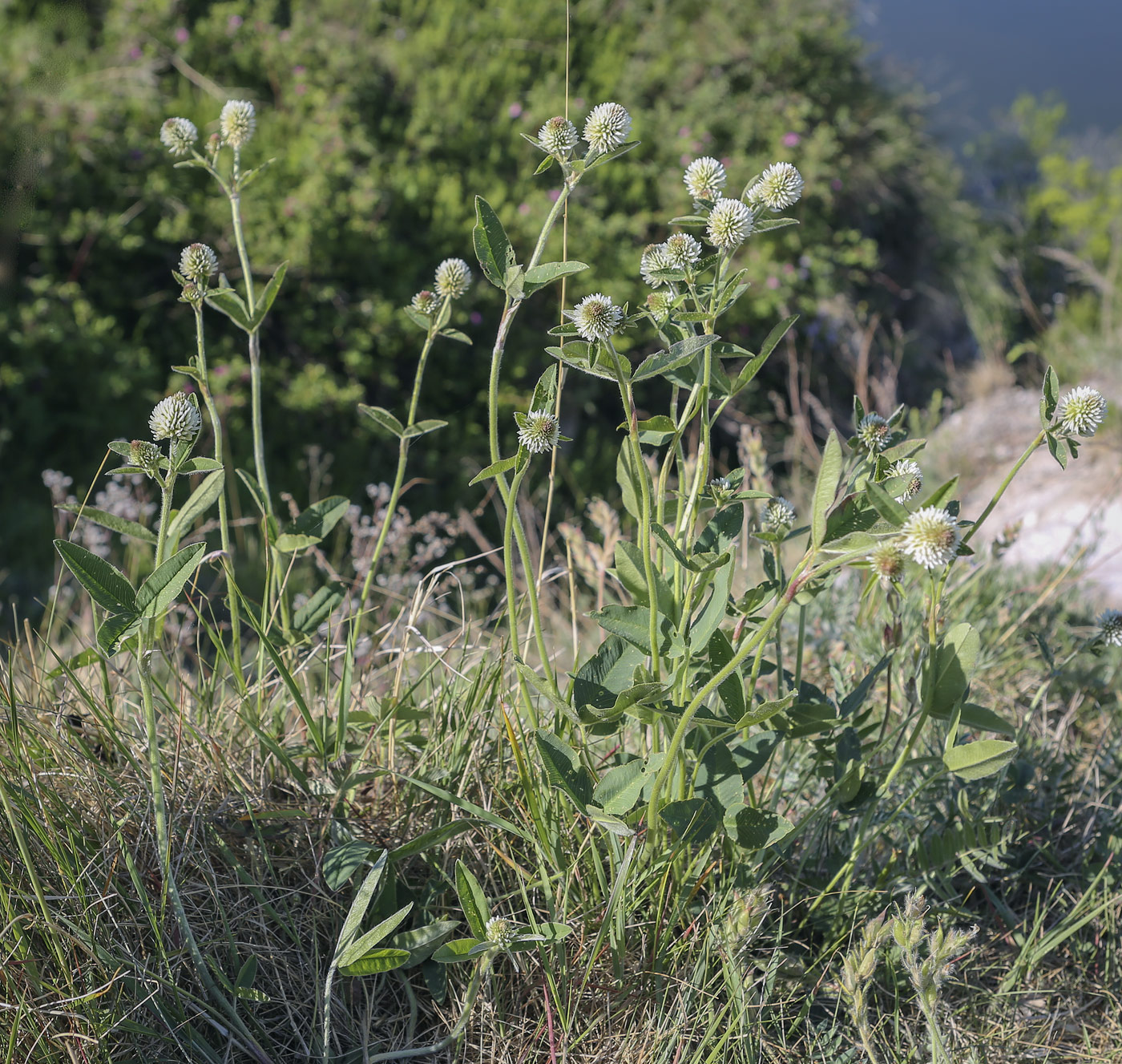 Изображение особи Trifolium montanum.