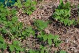 Humulus lupulus. Верхушки побегов. Самарская обл., гор. округ Жигулёвск, с. Ширяево, у дороги. 02.05.2021.