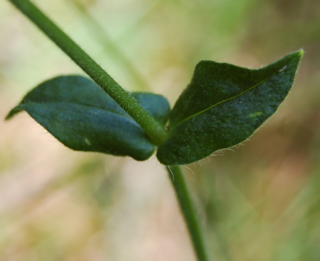 Image of Cerastium holosteoides specimen.
