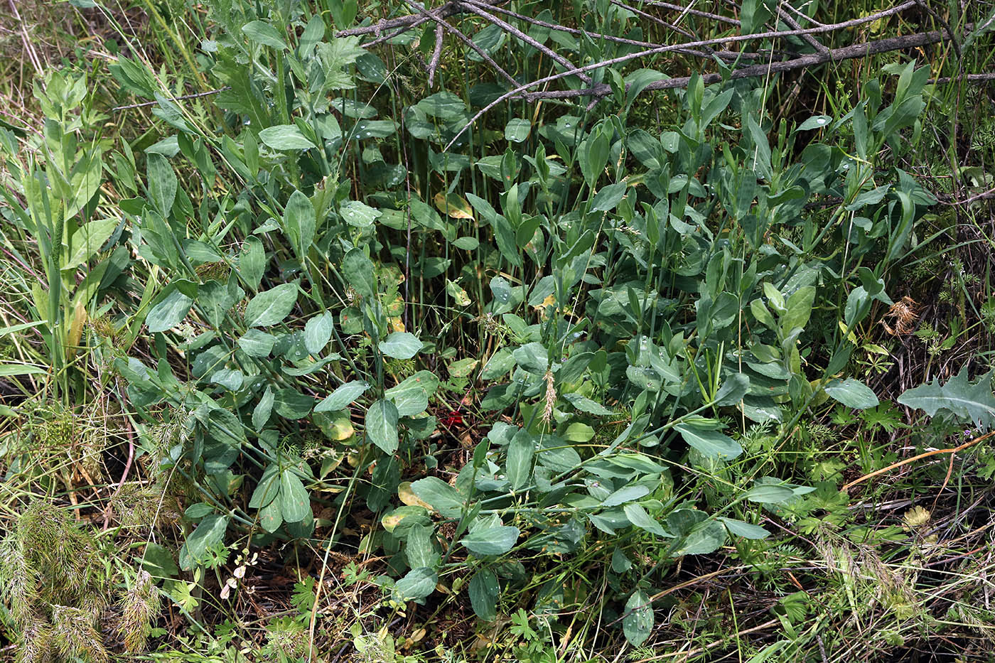 Image of Polygonum argyrocoleon specimen.