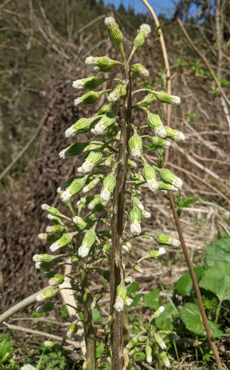 Изображение особи Petasites albus.