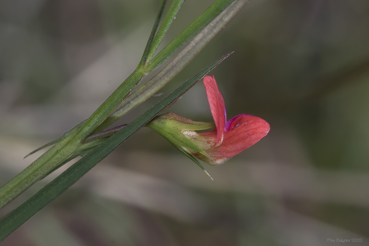 Изображение особи Lathyrus cicera.