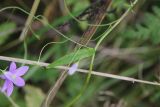 Campanula patula. Часть цветущего побега. Костромская обл., Кологривский р-н, хут. Плосково, край луга. 7 сентября 2020 г.