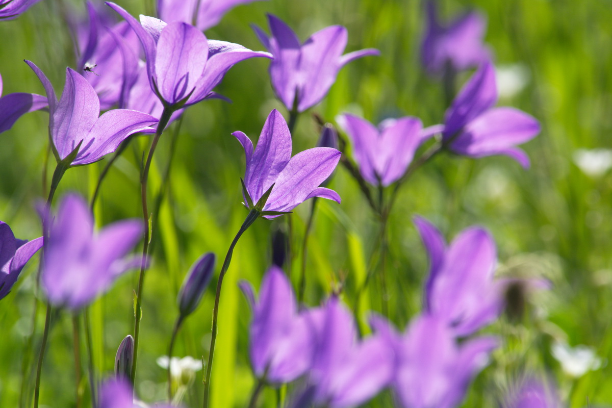 Изображение особи род Campanula.