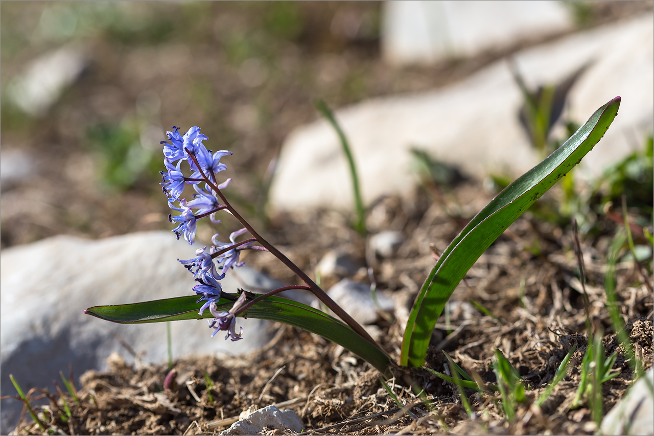 Изображение особи Scilla bifolia.