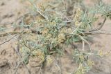 Astragalus villosissimus