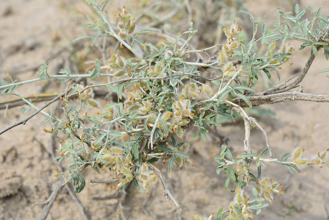 Image of Astragalus villosissimus specimen.