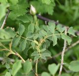 Image of taxon representative. Author is Александр Лебедев