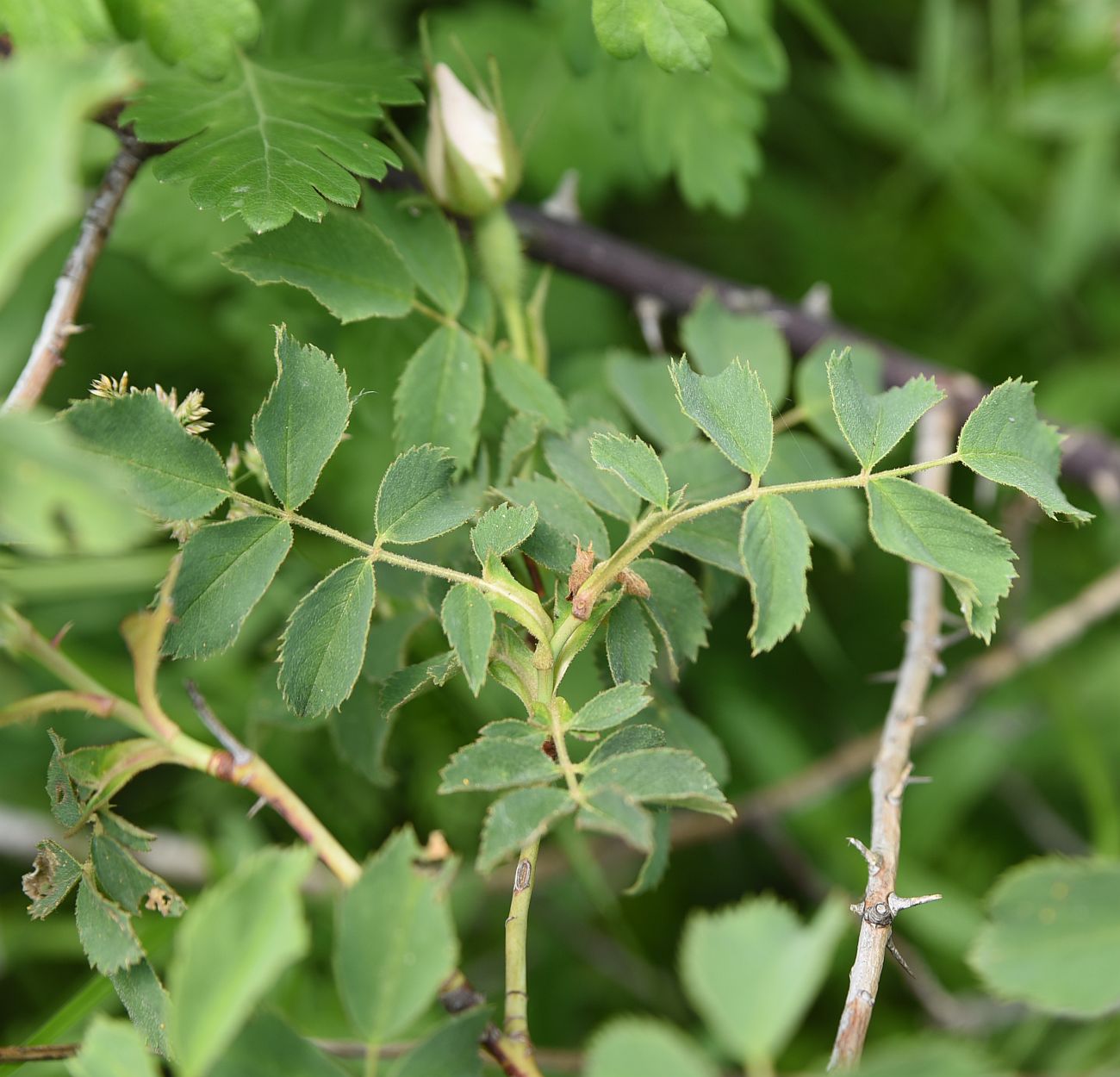 Image of genus Rosa specimen.