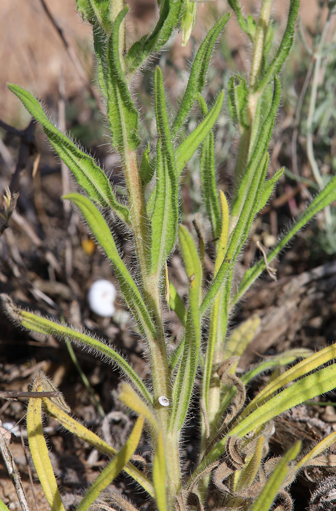 Изображение особи Onosma setosa.