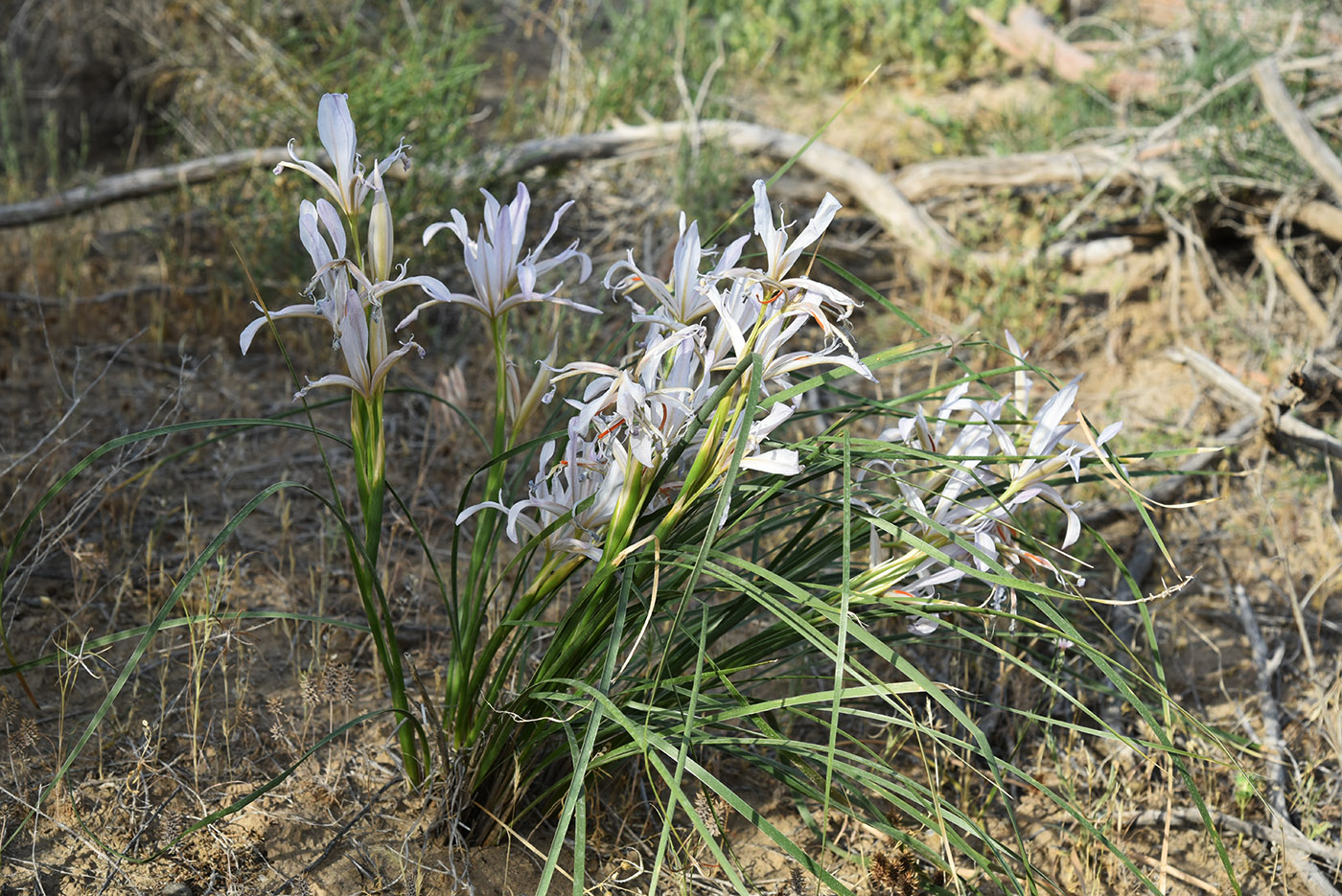 Image of Iris songarica specimen.