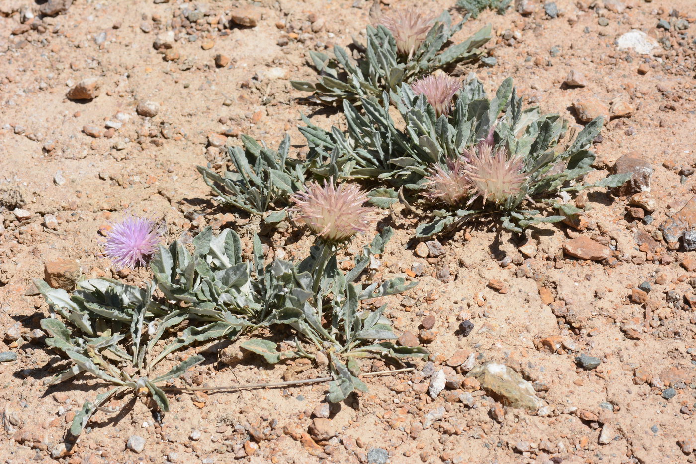 Image of Jurinea algida specimen.