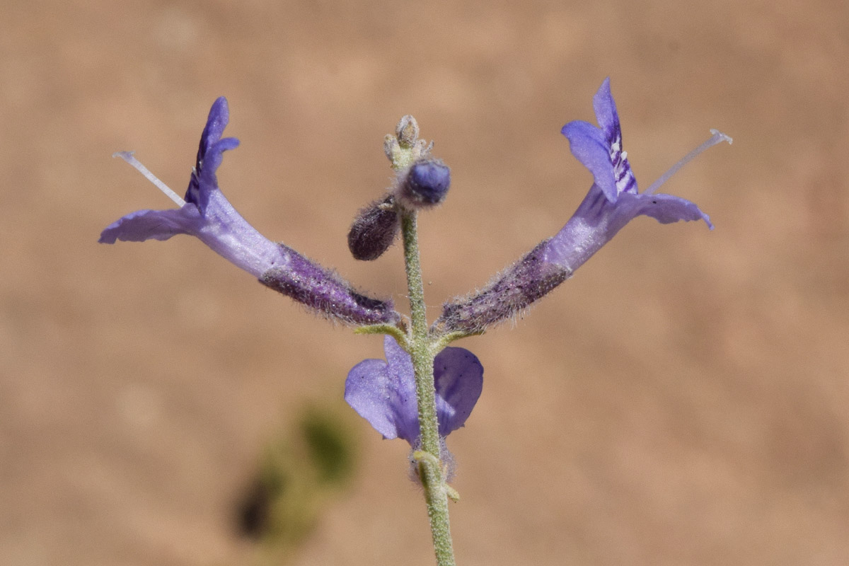 Image of Perovskia angustifolia specimen.