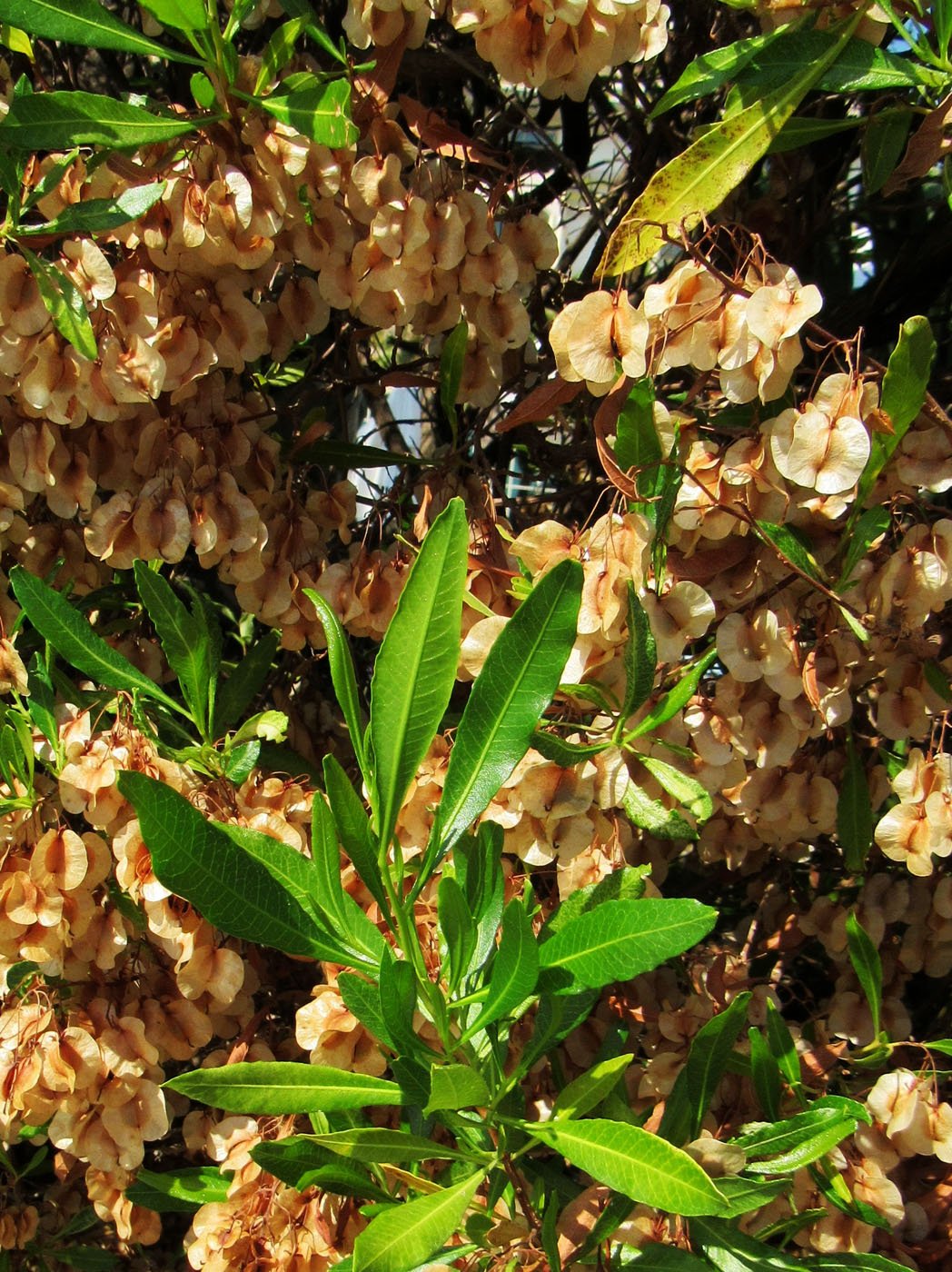 Изображение особи Dodonaea viscosa.