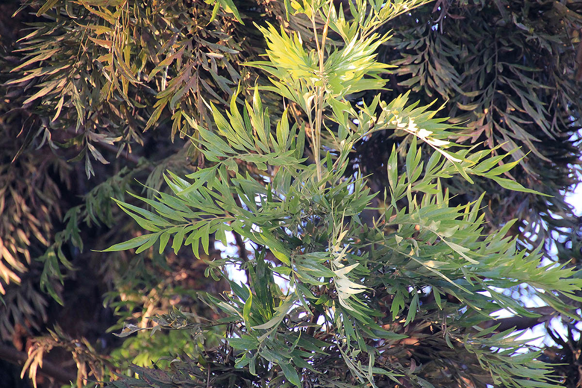 Image of Grevillea robusta specimen.