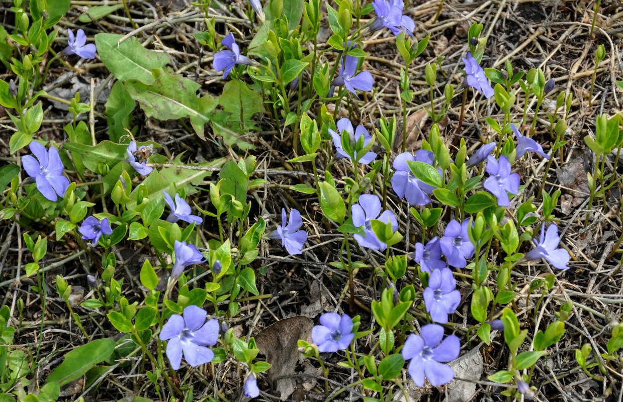 Image of Vinca minor specimen.