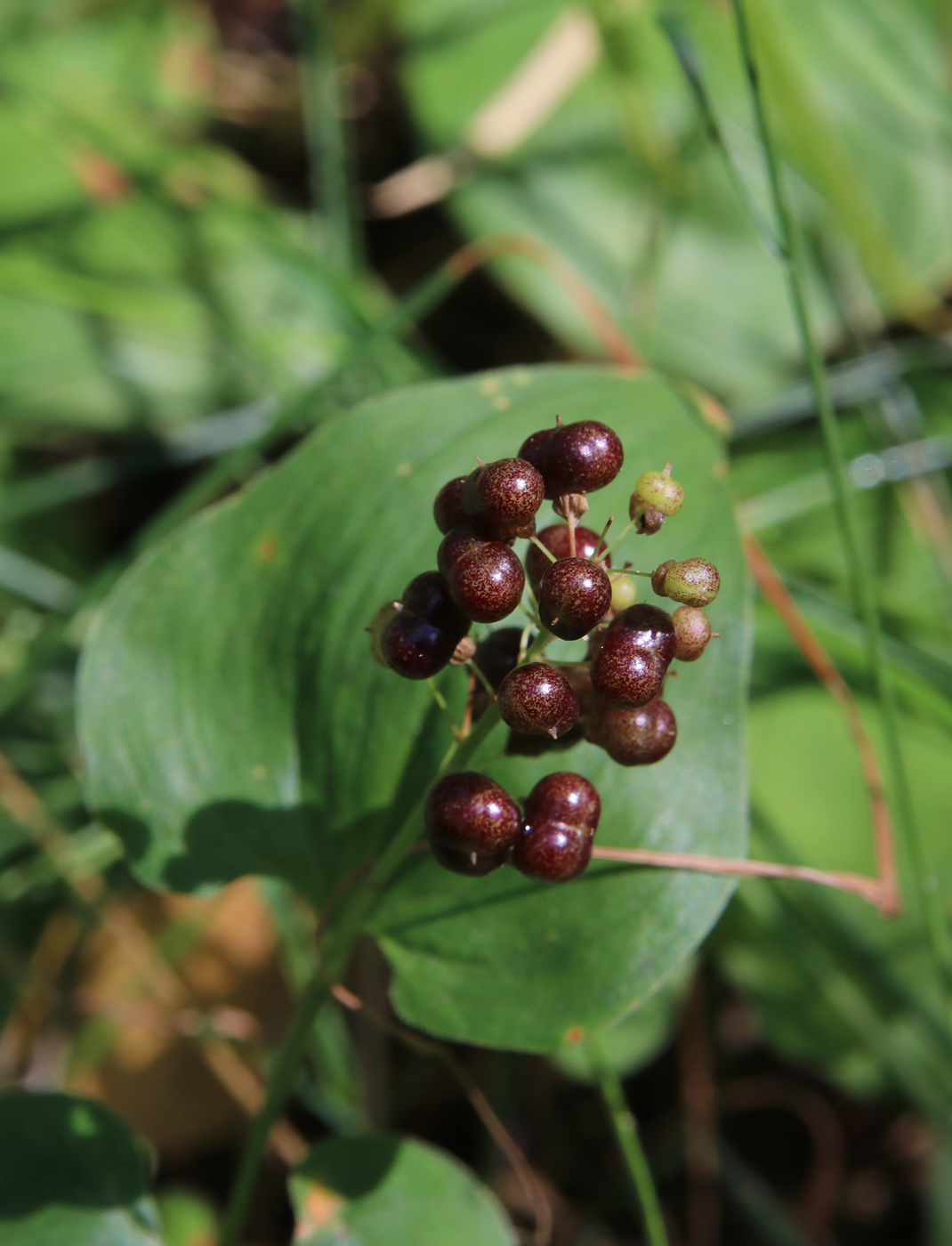 Image of Maianthemum bifolium specimen.